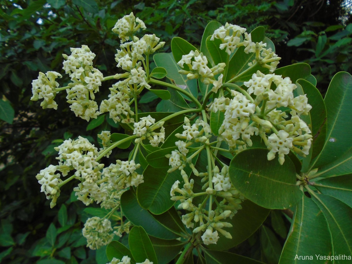 Alstonia scholaris (L.) R.Br.